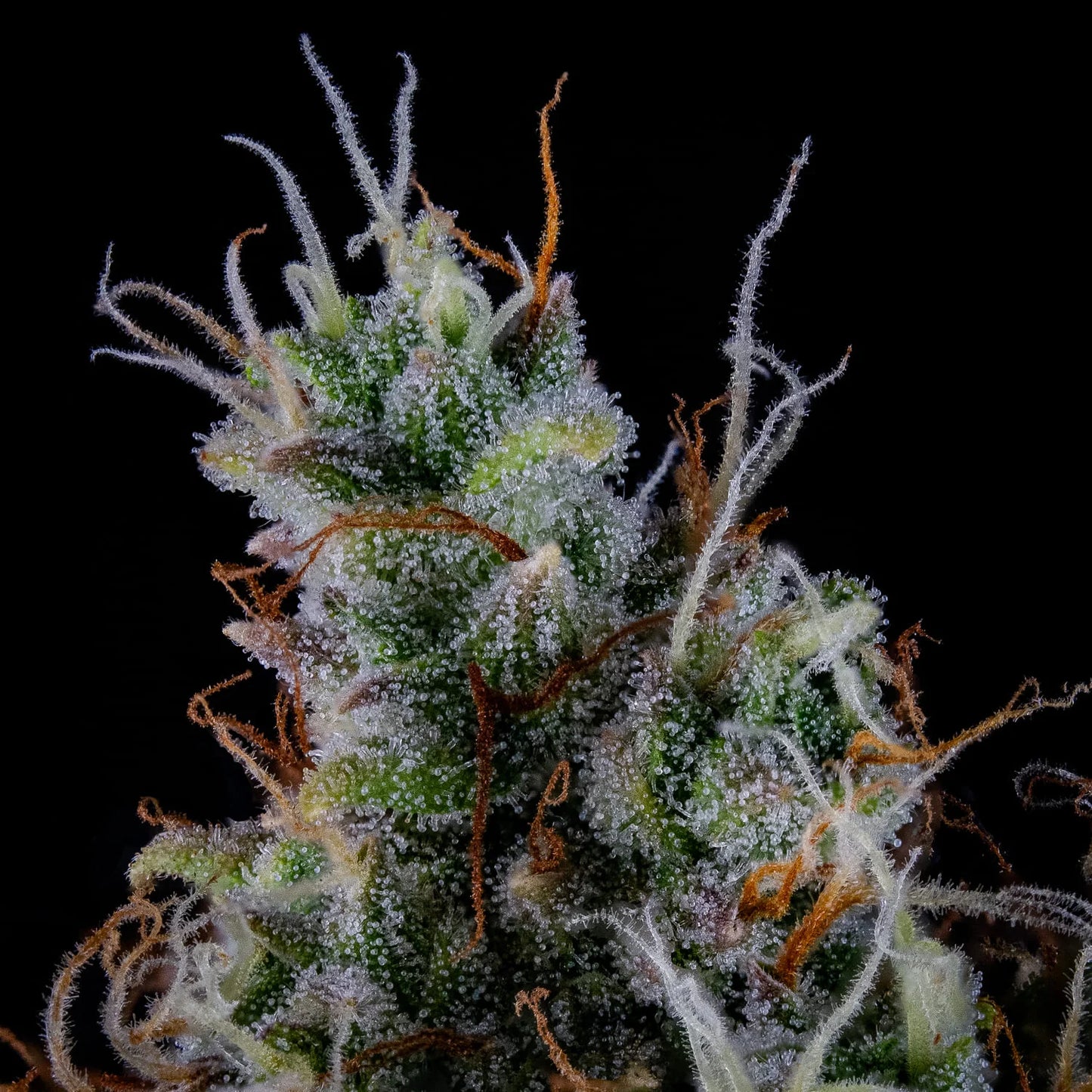 Pink Panama Auto (Mephisto Genetics)