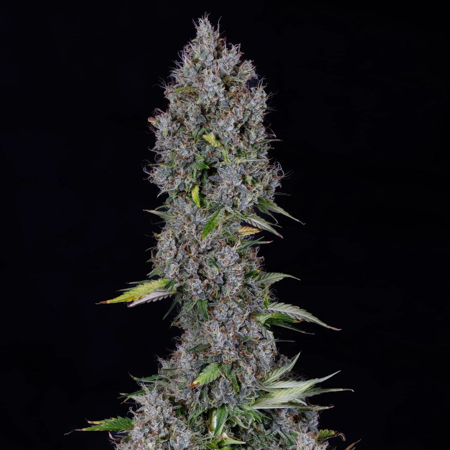 Pink Panama Auto (Mephisto Genetics)