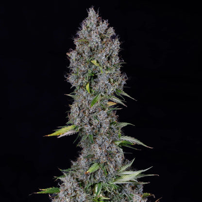 Pink Panama Auto (Mephisto Genetics)