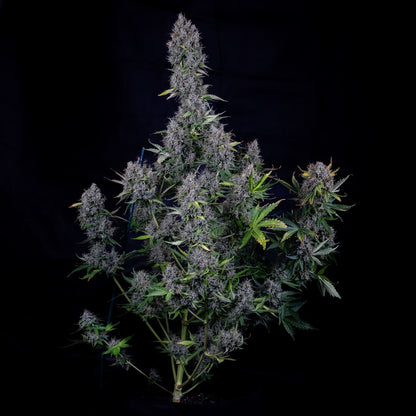 Pink Panama Auto (Mephisto Genetics)