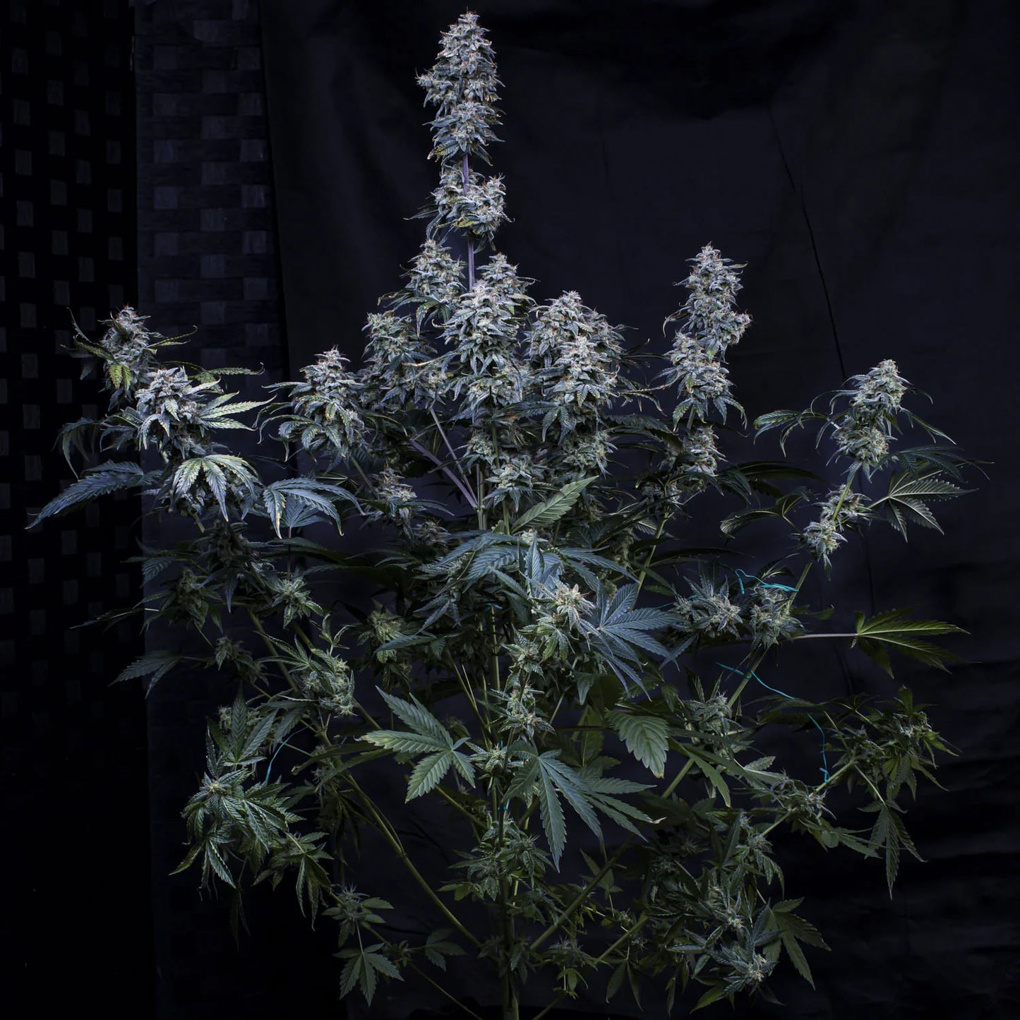 Pinot Noir Auto (Mephisto Genetics)