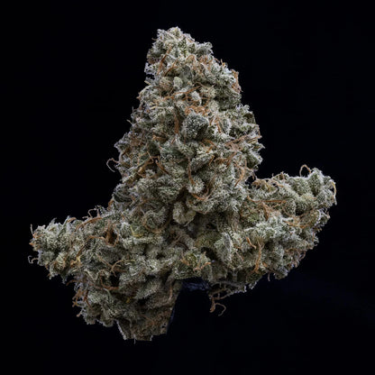 Pinot Noir Auto (Mephisto Genetics)