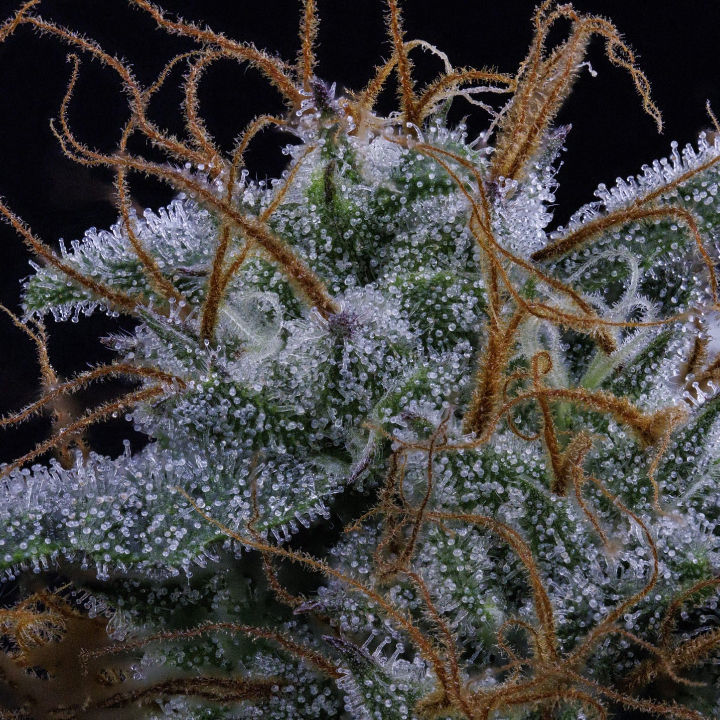 Pinot Noir Auto (Mephisto Genetics)