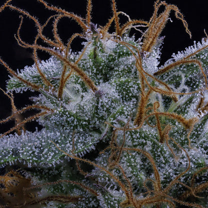 Pinot Noir Auto (Mephisto Genetics)