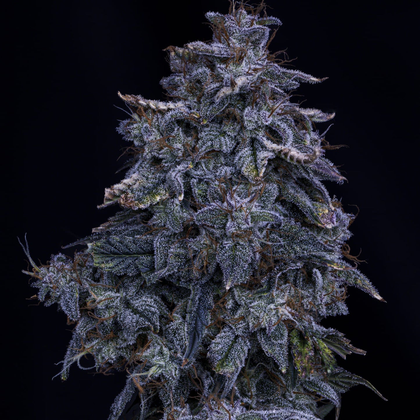 Pinot Noir Auto (Mephisto Genetics)