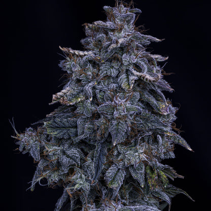 Pinot Noir Auto (Mephisto Genetics)