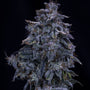 Pinot Noir Auto (Mephisto Genetics)