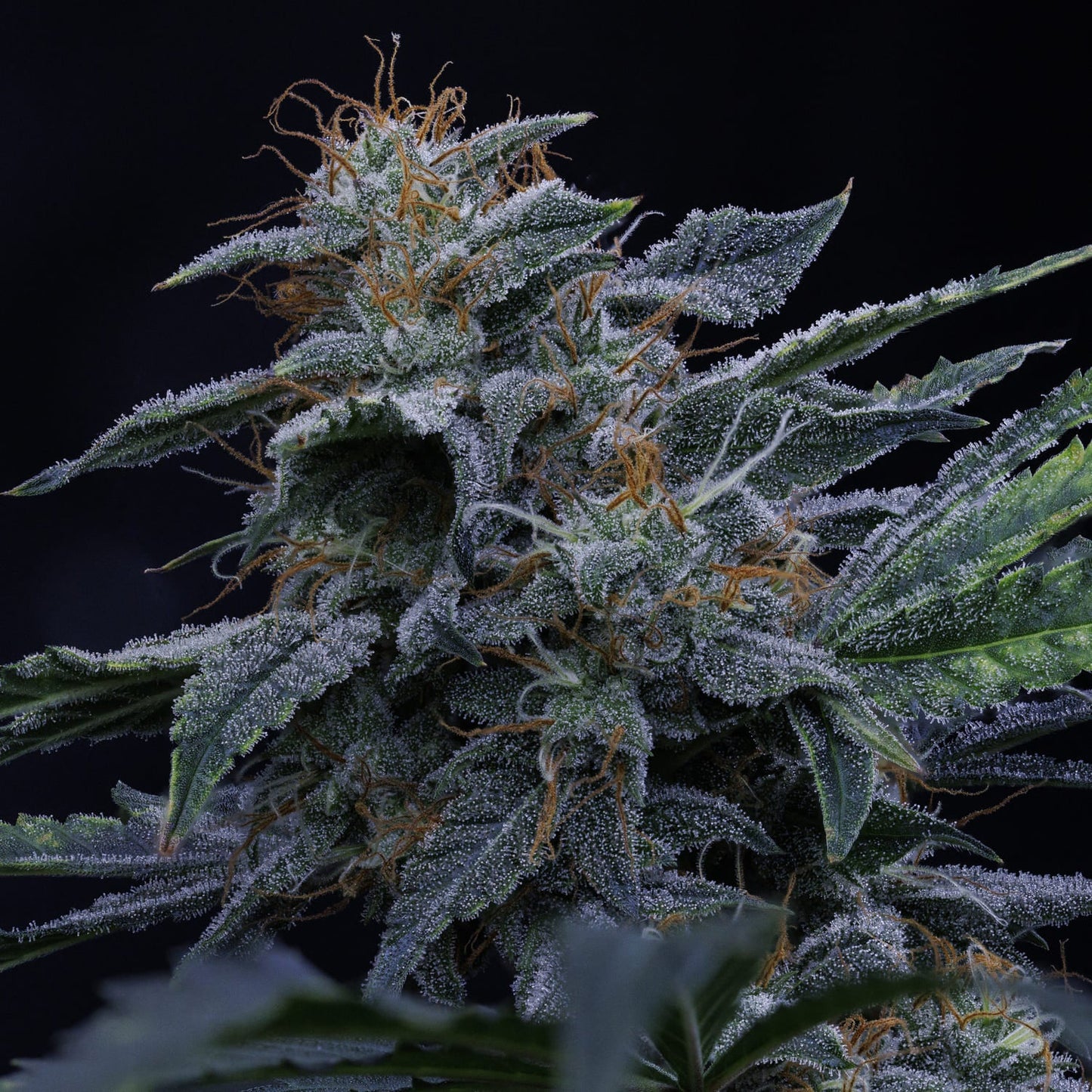 Pinot Noir Auto (Mephisto Genetics)