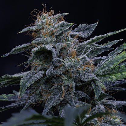 Pinot Noir Auto (Mephisto Genetics)