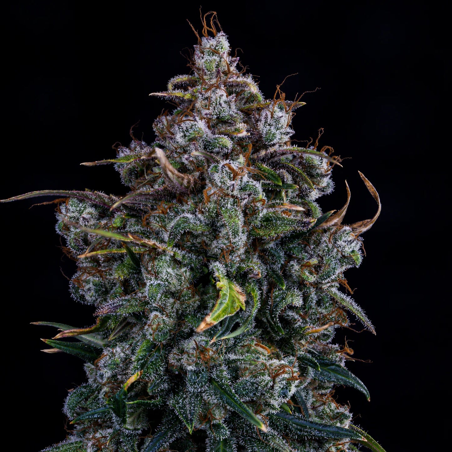 Ravenberry Auto (Mephisto Genetics)