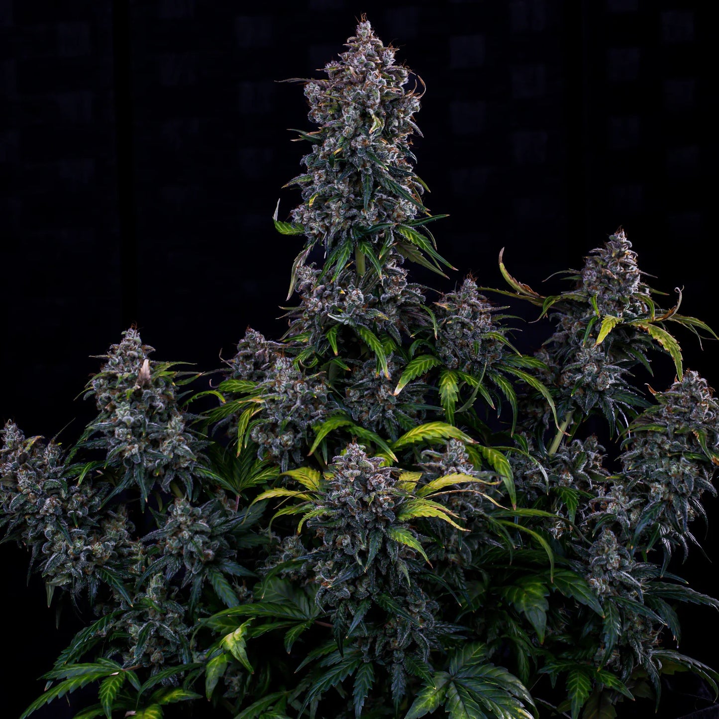 Ravenberry Auto (Mephisto Genetics)