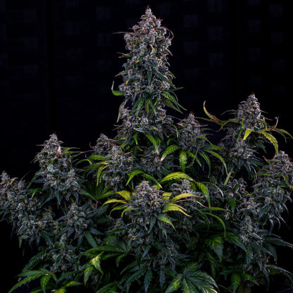 Ravenberry Auto (Mephisto Genetics)