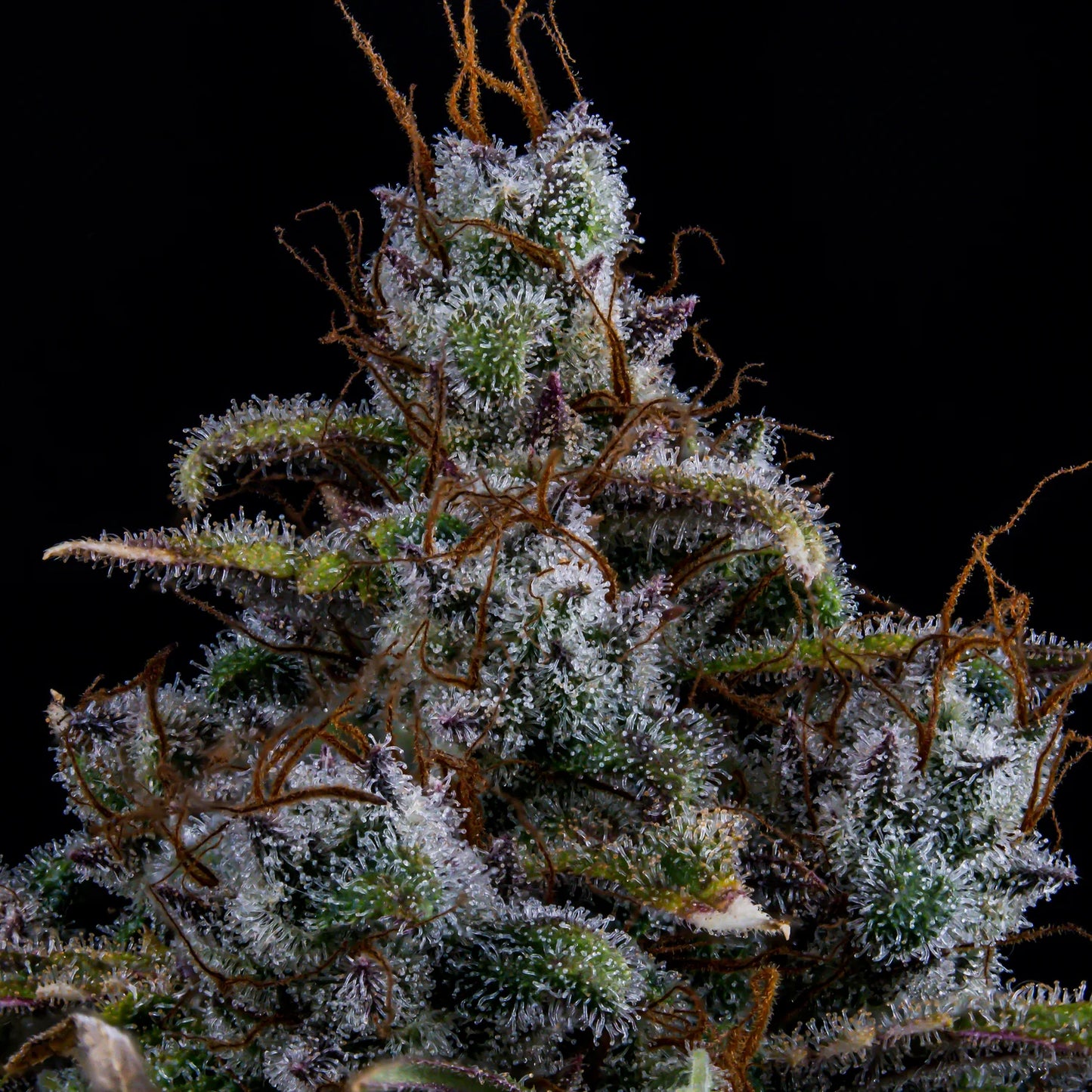 Ravenberry Auto (Mephisto Genetics)