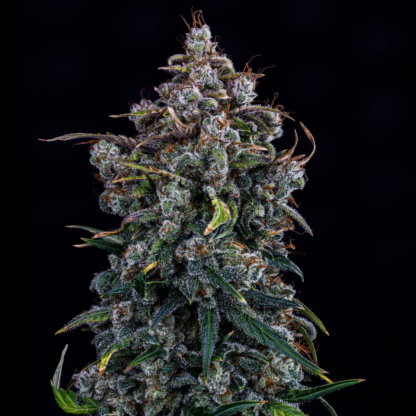 Ravenberry Auto (Mephisto Genetics)