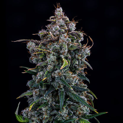 Ravenberry Auto (Mephisto Genetics)