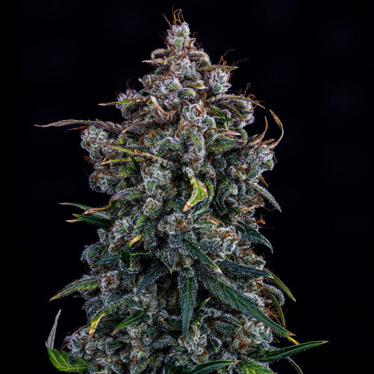 Ravenberry Auto (Mephisto Genetics)