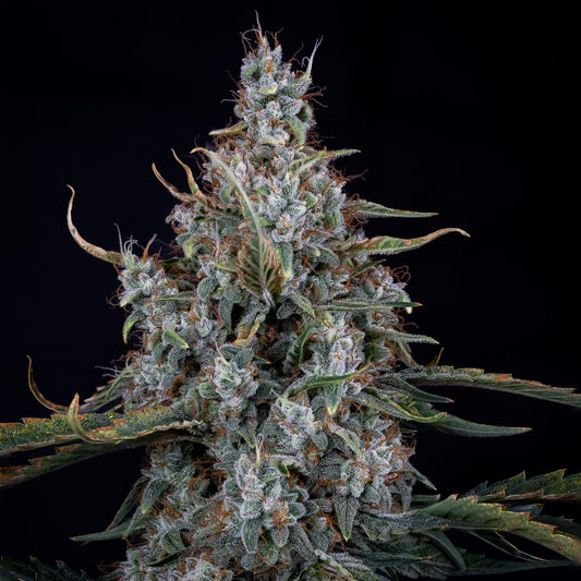 Skystomper 2.0 Auto (Mephisto Genetics)