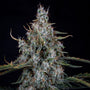 Skystomper 2.0 Auto (Mephisto Genetics)