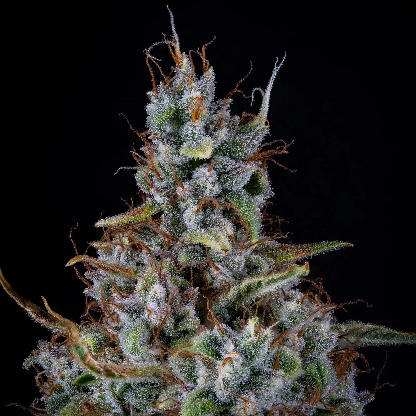 Skystomper 2.0 Auto (Mephisto Genetics)