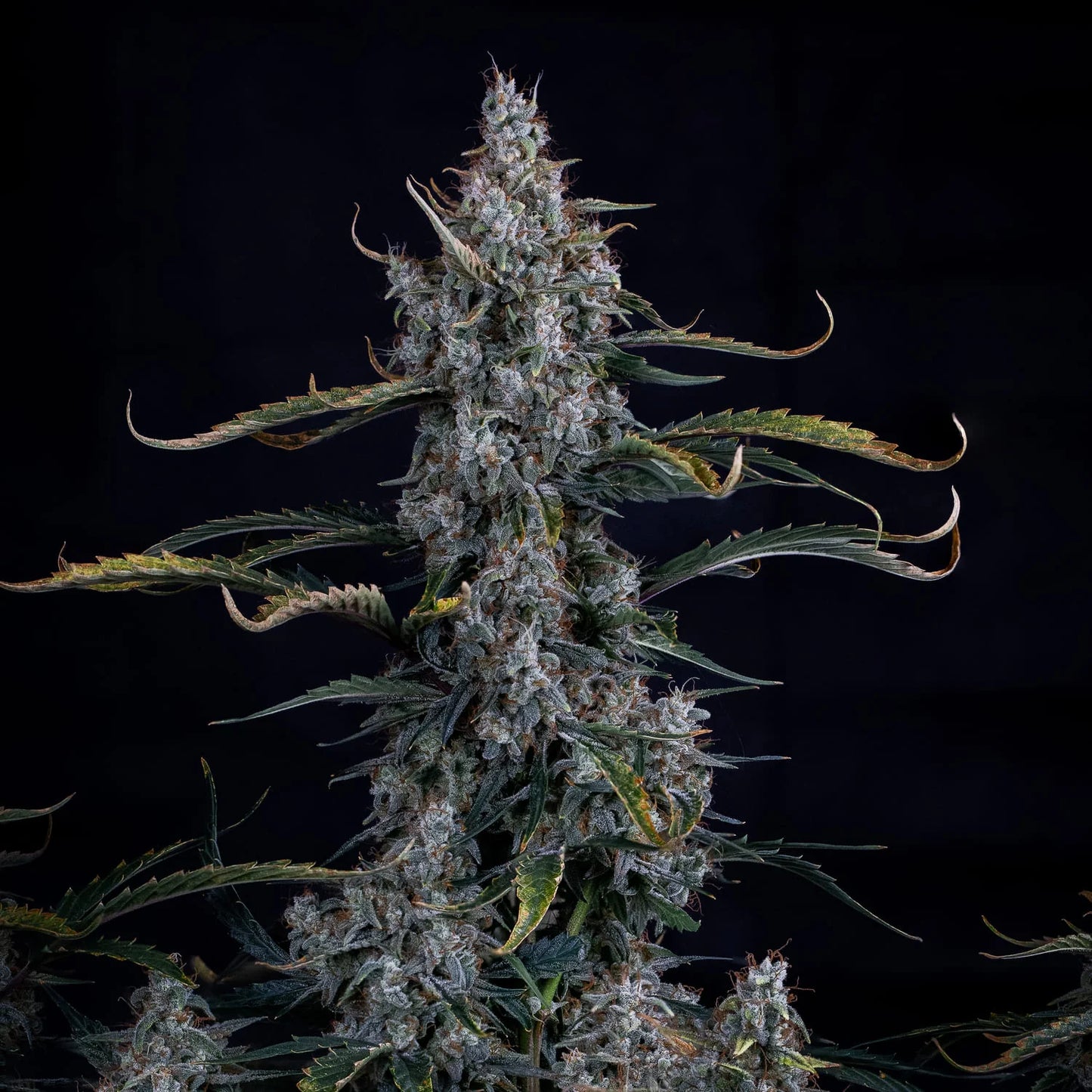 Skystomper 2.0 Auto (Mephisto Genetics)