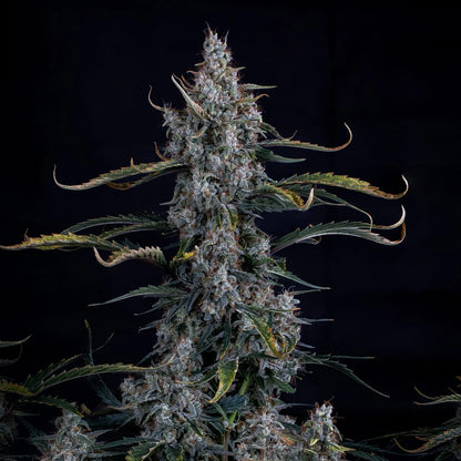 Skystomper 2.0 Auto (Mephisto Genetics)