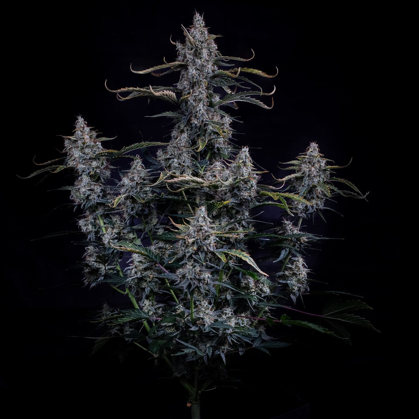 Skystomper 2.0 Auto (Mephisto Genetics)