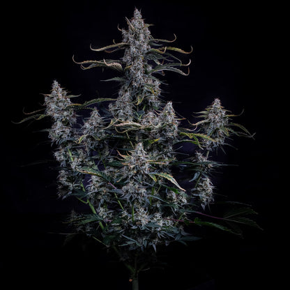 Skystomper 2.0 Auto (Mephisto Genetics)
