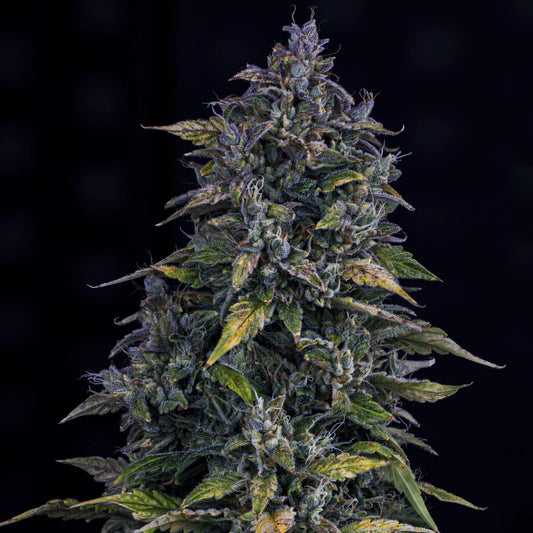 S.O.D.K Auto (Mephisto Genetics)