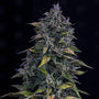 S.O.D.K Auto (Mephisto Genetics)