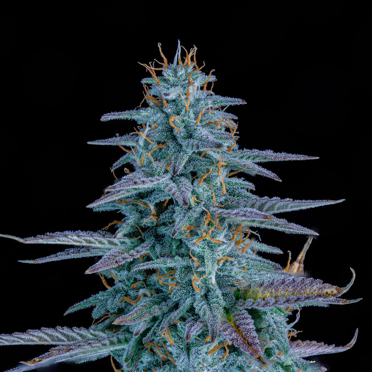 Strawberry Nuggets Auto (Mephisto Genetics)