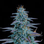 Strawberry Nuggets Auto (Mephisto Genetics)