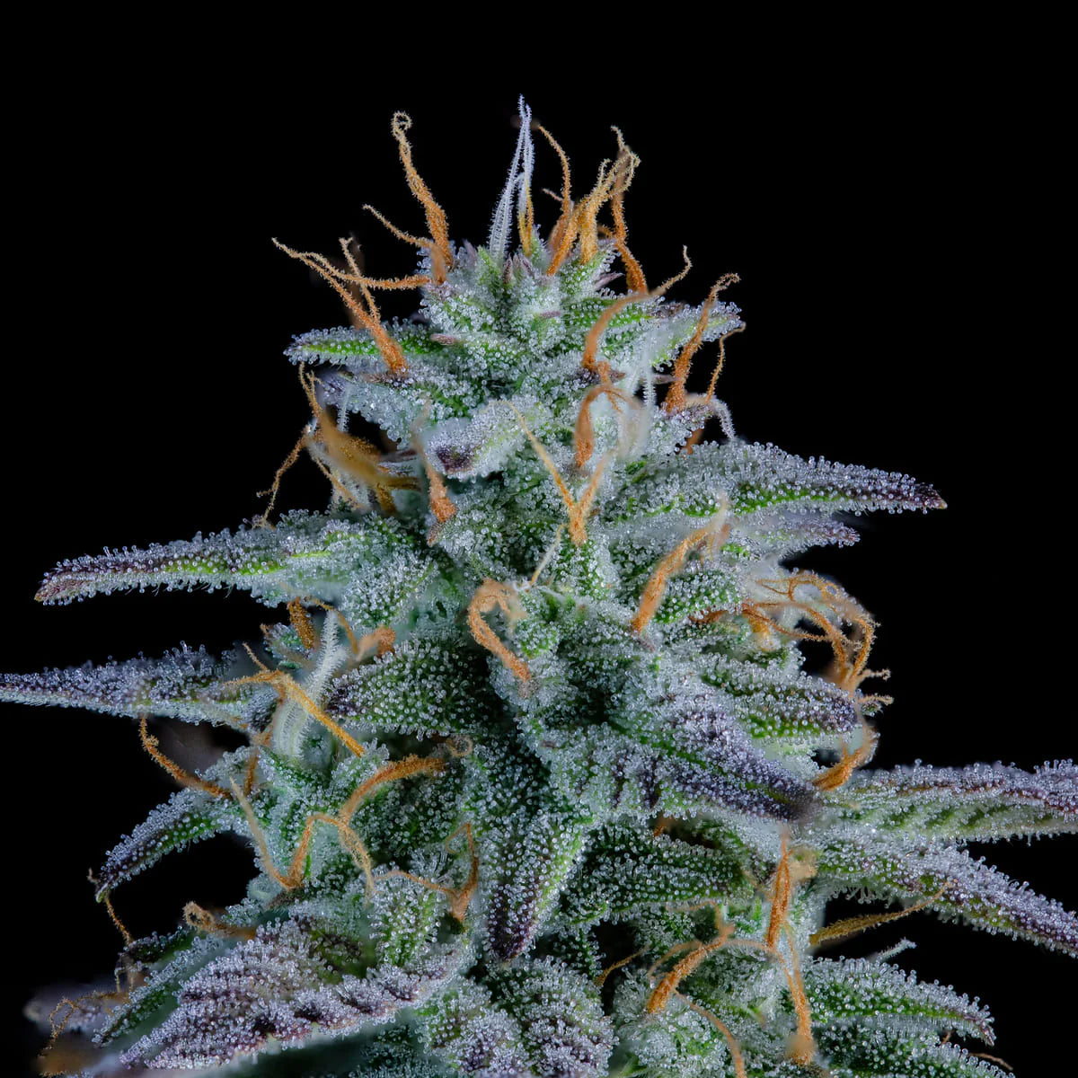 Strawberry Nuggets Auto (Mephisto Genetics)