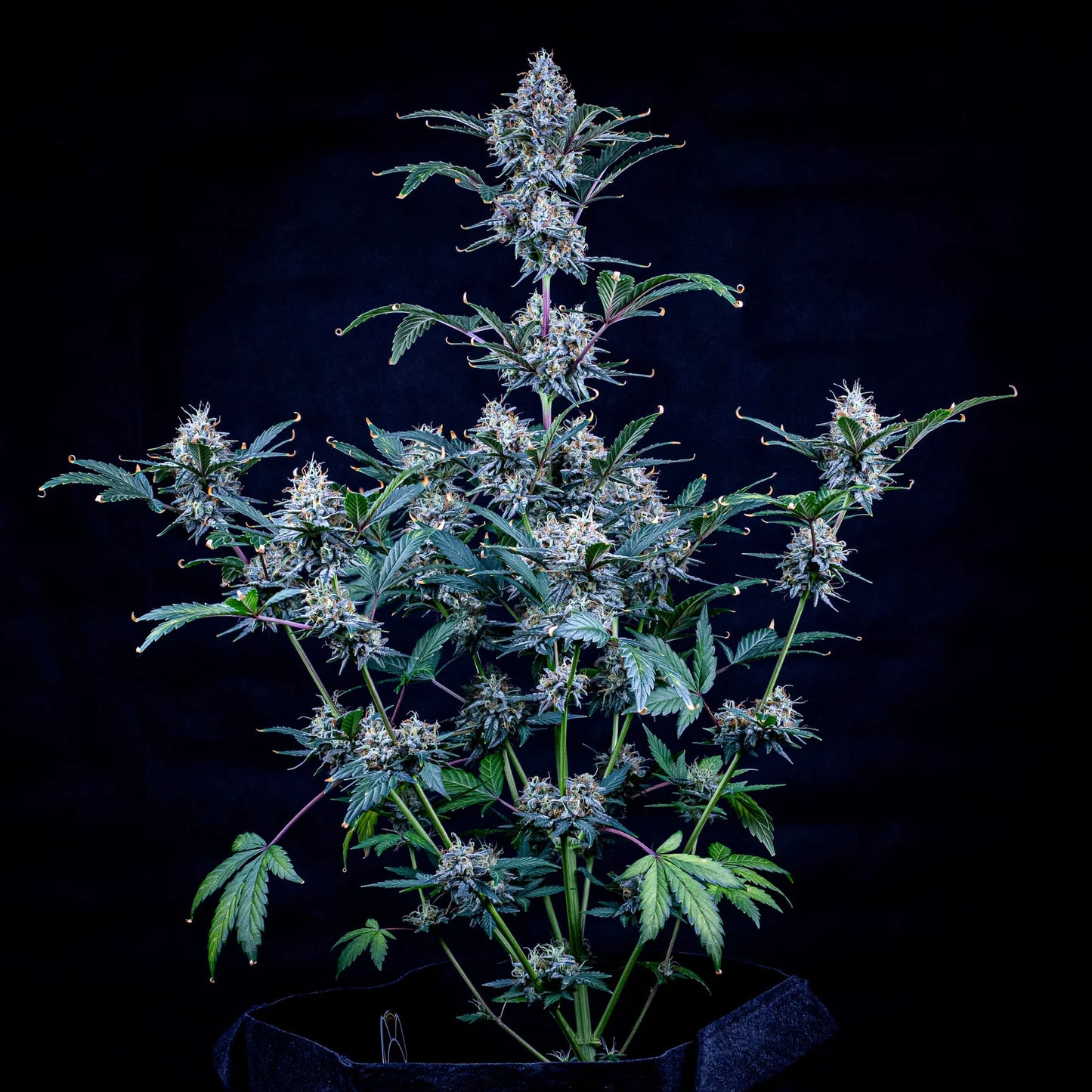 Sundae Thumper Auto (Mephisto Genetics)