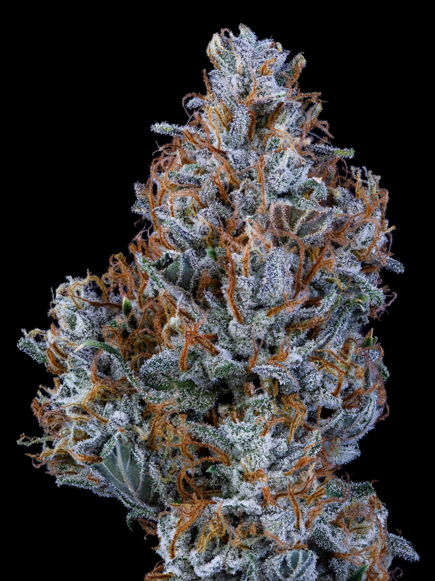 Sundae Thumper Auto (Mephisto Genetics)