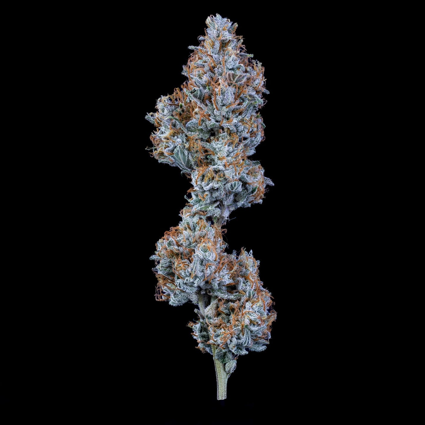 Sundae Thumper Auto (Mephisto Genetics)