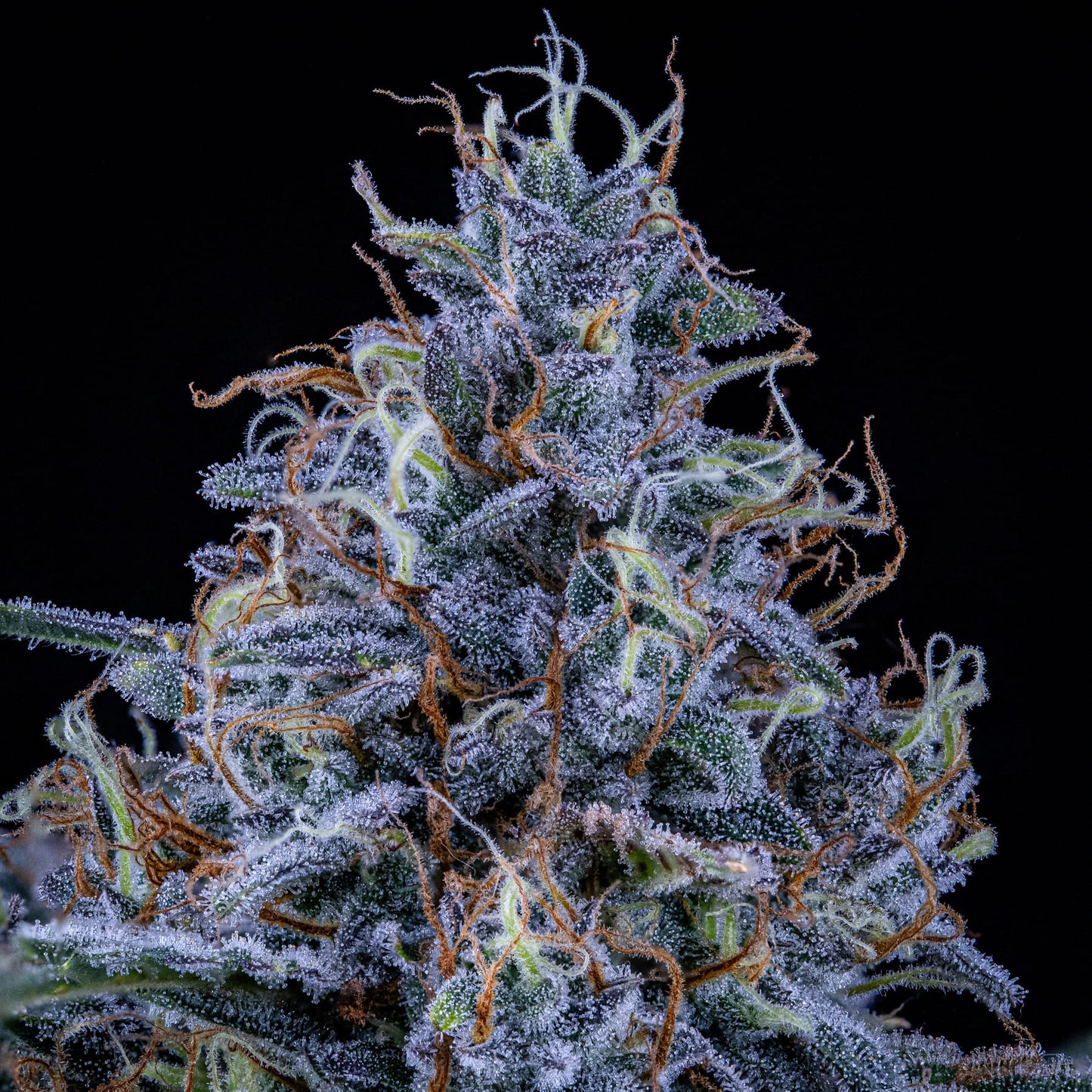 Sundae Thumper Auto (Mephisto Genetics)