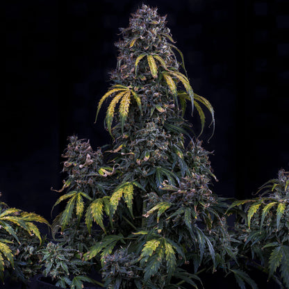 Super Orange Haze Auto (Mephisto Genetics)