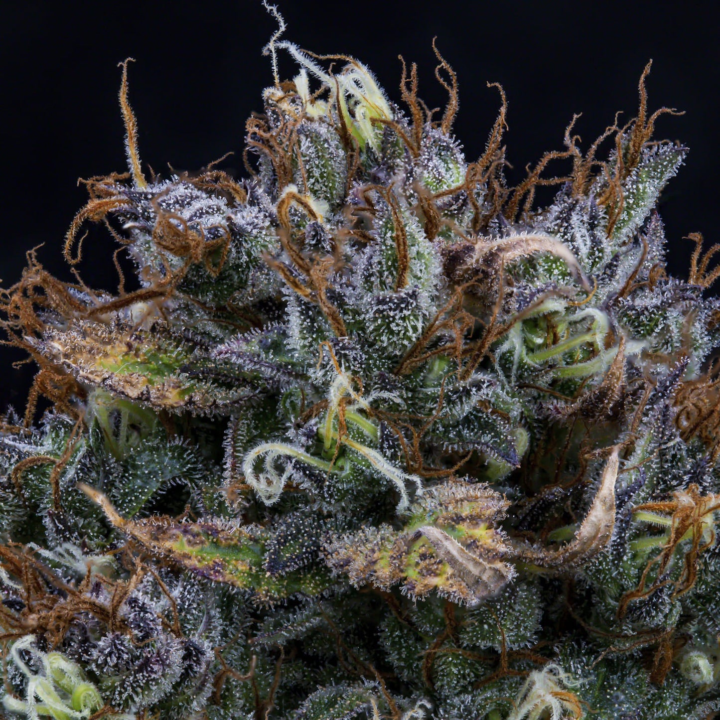 Super Orange Haze Auto (Mephisto Genetics)