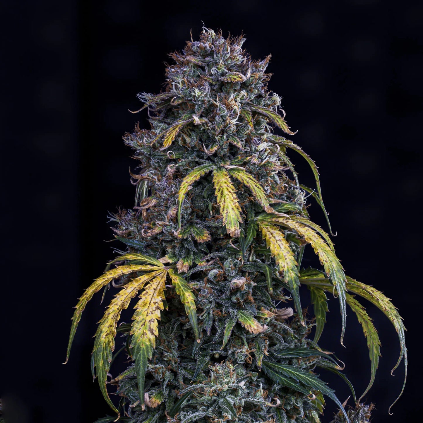 Super Orange Haze Auto (Mephisto Genetics)