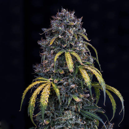 Super Orange Haze Auto (Mephisto Genetics)