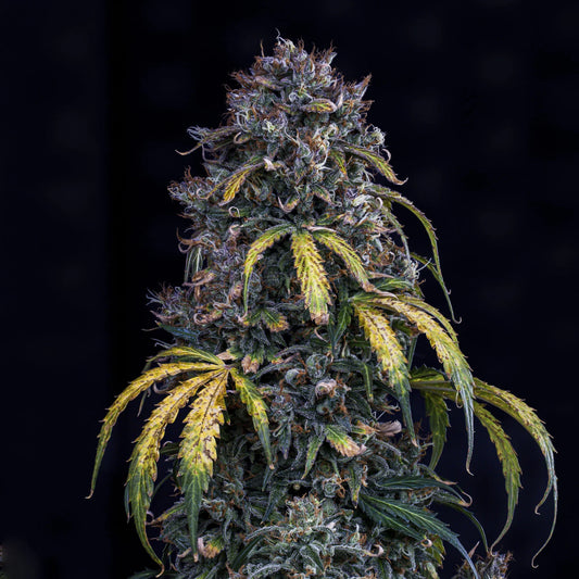 Super Orange Haze Auto (Mephisto Genetics)