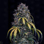 Super Orange Haze Auto (Mephisto Genetics)