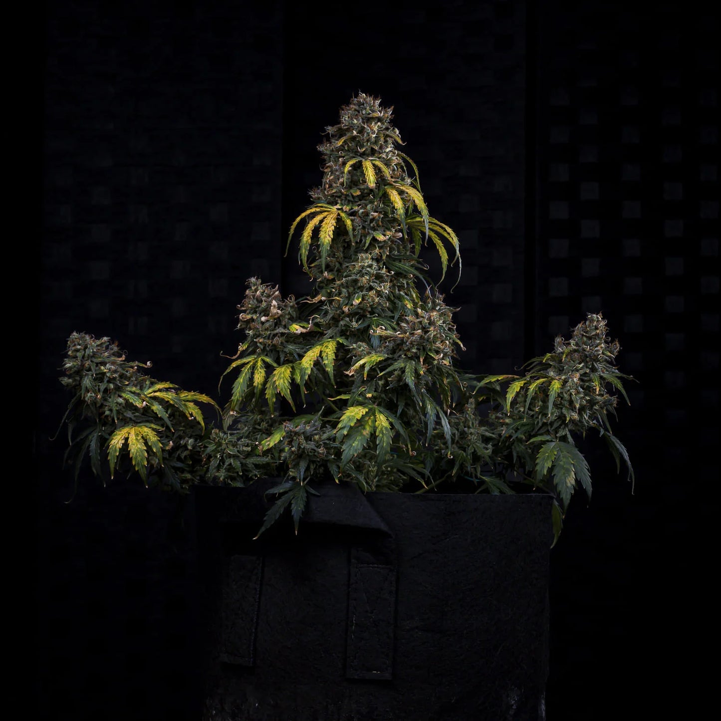 Super Orange Haze Auto (Mephisto Genetics)