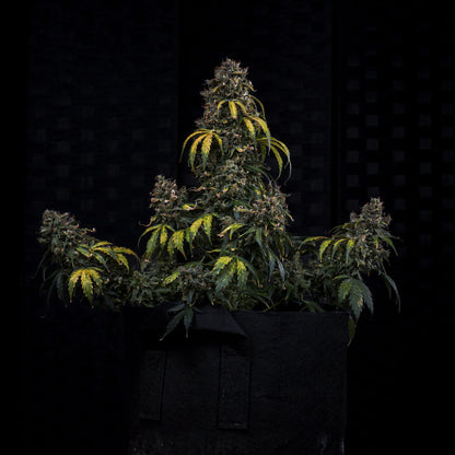 Super Orange Haze Auto (Mephisto Genetics)