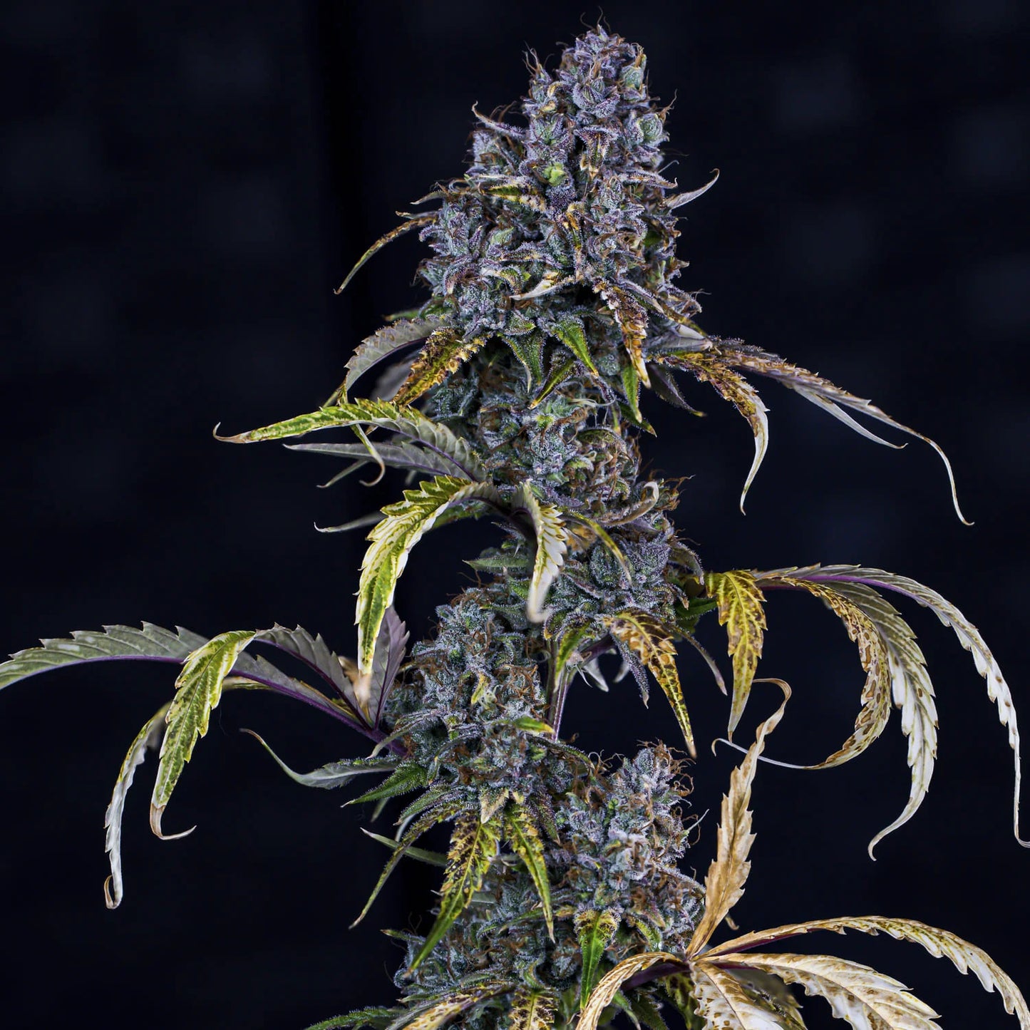 Toof Decay Auto (Mephisto Genetics)