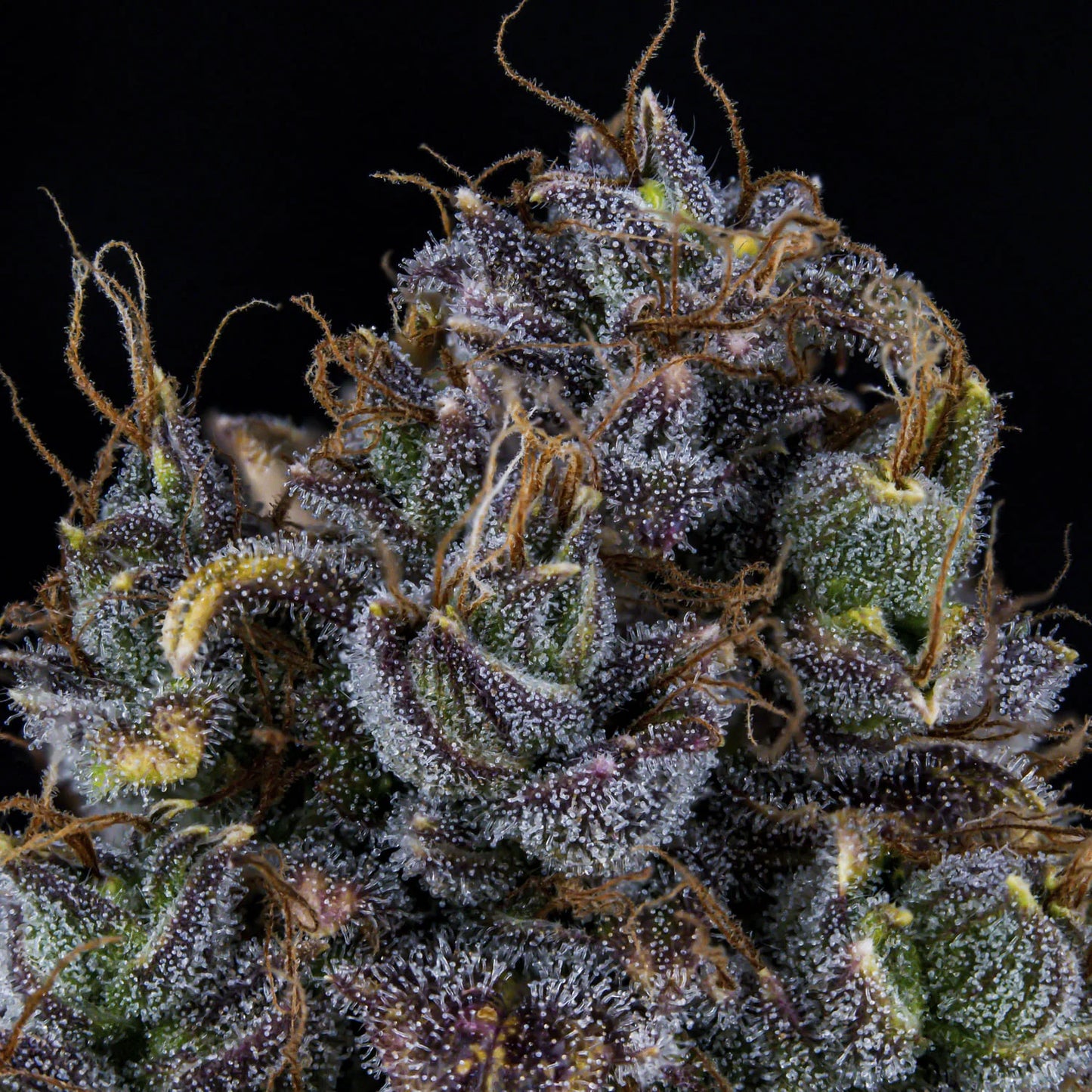 Toof Decay Auto (Mephisto Genetics)