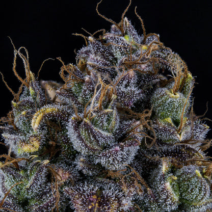 Toof Decay Auto (Mephisto Genetics)