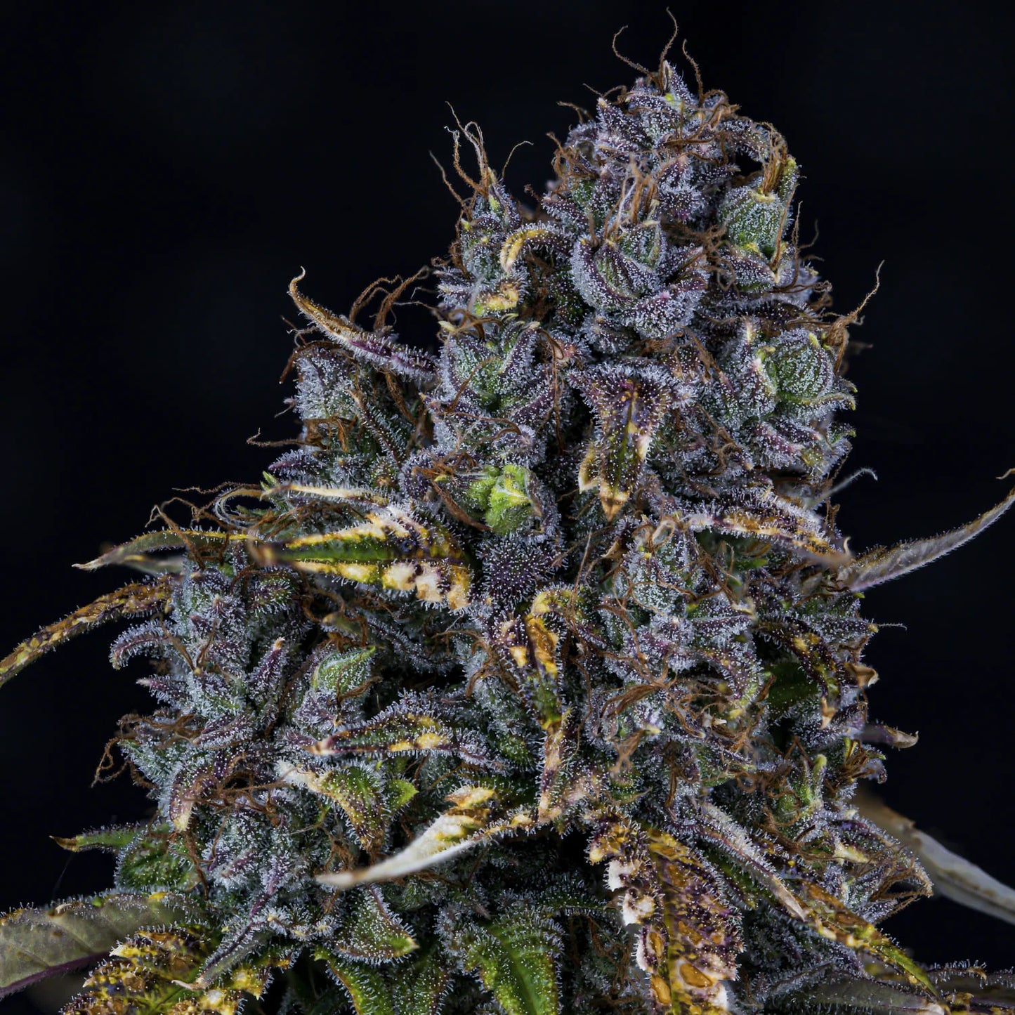 Toof Decay Auto (Mephisto Genetics)