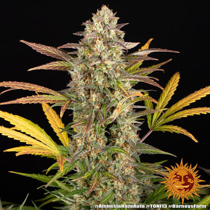 Amnesia Haze Auto (Barney's Farm)