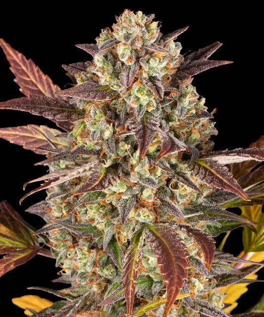 Amnesia Haze Auto (Barneys Farm)